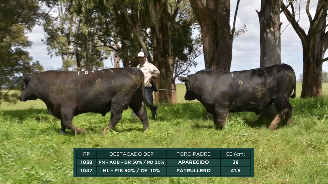 Lote Toros a remate en 16º Remate Anual La Campana de Ardao, Treinta y Tres