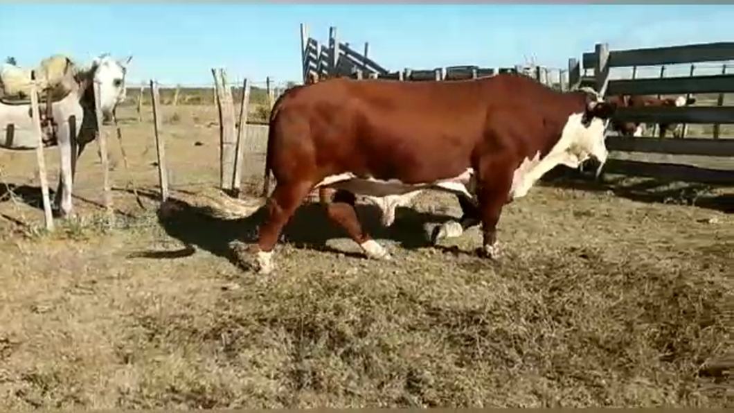 Lote (Vendido)Toros BRADFORD a remate en #29 Pantalla Carmelo en CUCHILLA DEL PERDIDO
