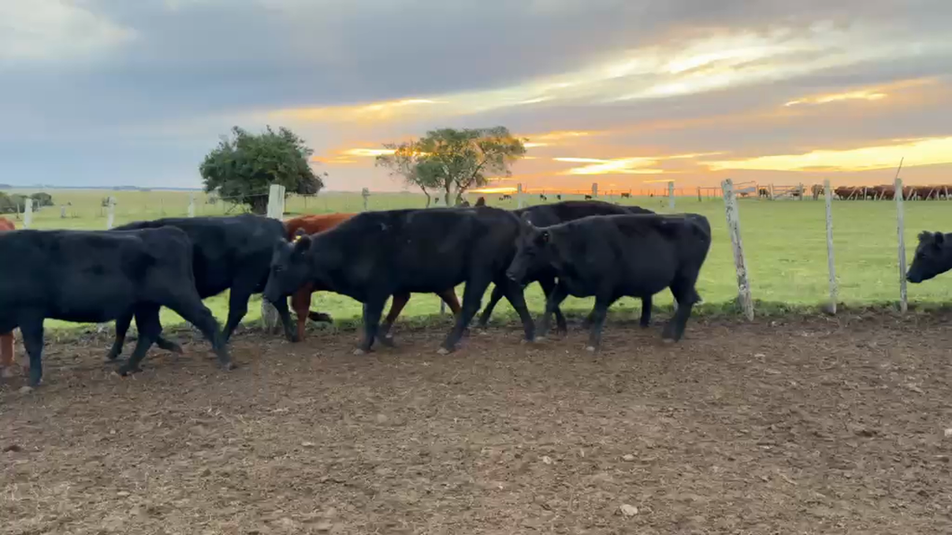 Lote VAQUILLONAS Y VACAS PREÑADAS