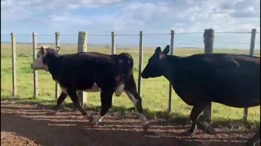 Lote 12 Vacas de Invernada RAZAS CARNICERAS a remate en 26° Remate Anual 440kg -  en DIEGO LAMAS, 20 KM DE B.BRUM