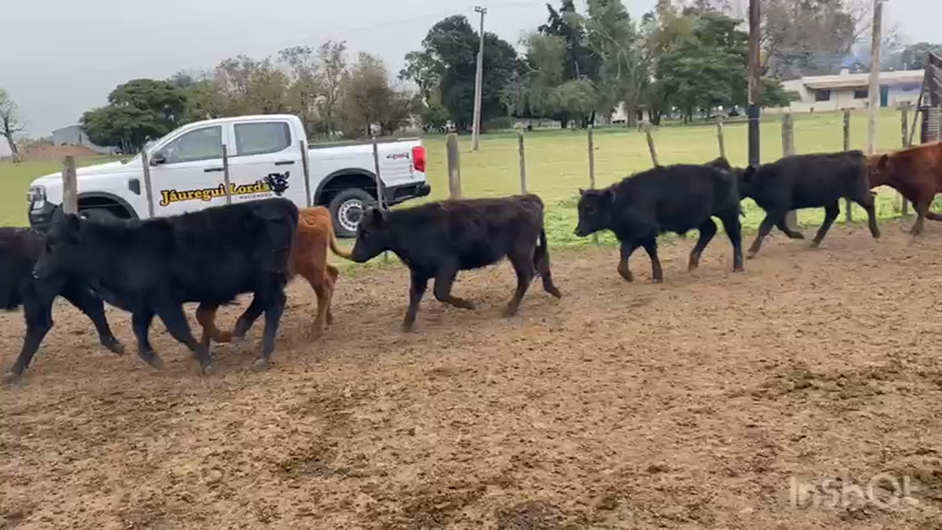 Lote 65 Terneros en Chascomús, Buenos Aires