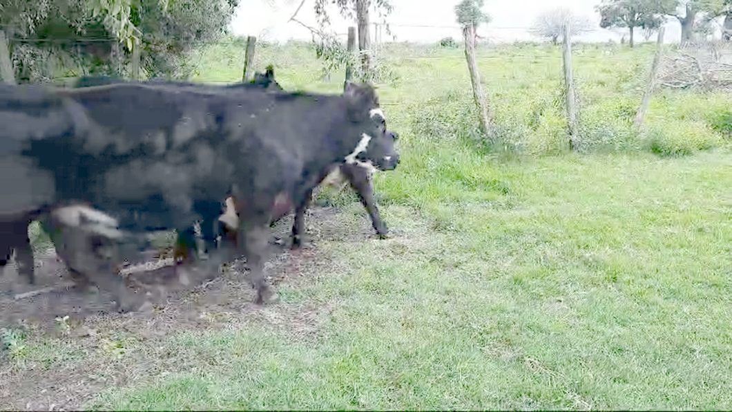 Lote (Vendido)14 Terneros Angus y Cruzas a remate en 10º Subasta - CAB  240kg -  en Colonia Arrue