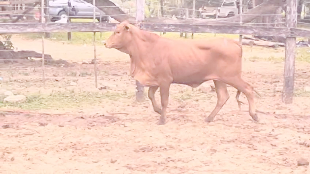 Lote Vaquillas Brangus a remate en Pantalla El Plantelaso 280kg -  en Cnel. Oviedo