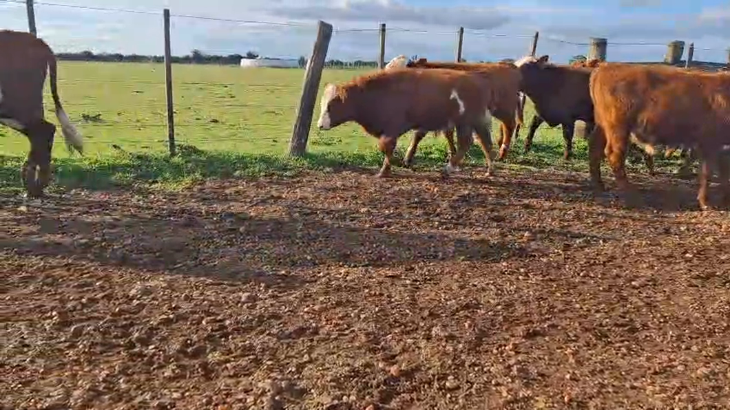 Lote TERNEROS