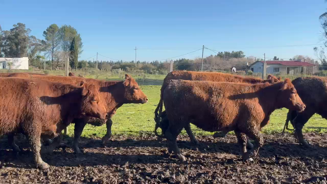 Lote 69 Vientres Preñados en Sauce, Canelones