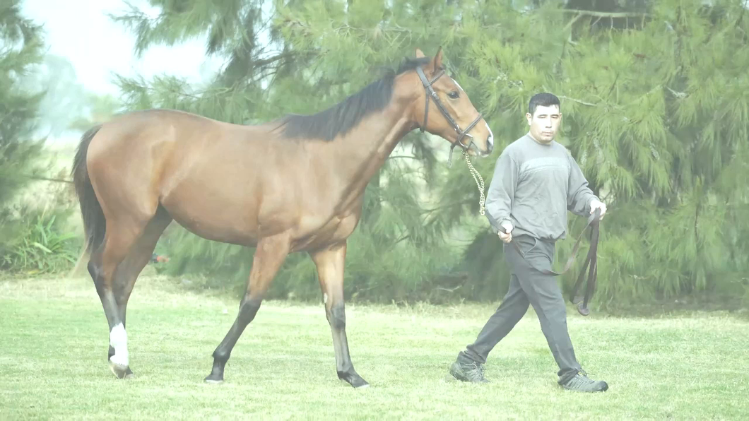 Lote BEST BIG CHUCK (CHUCK BERRY -  CANDY BOB por SIDNEY’S CANDY)