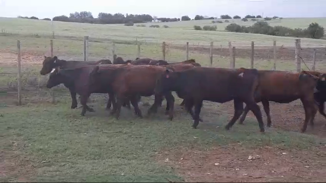 Lote 19 Terneras ANGUS a remate en #50 Pantalla Carmelo 185kg -  en POLANCOS