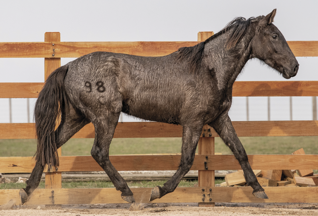 Lote VERDES MARES SANTIAGO