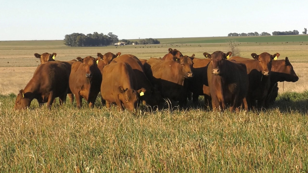 Lote VACAS A. ANGUS COLORADAS P. CONTROLADAS C/ GTIA DE PREÑEZ