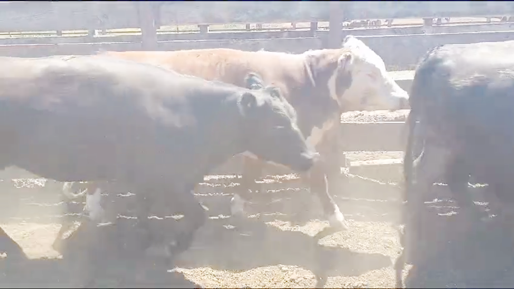 Lote 23 Vaquilla Gorda en Los Ángeles, VIII Región Biobío