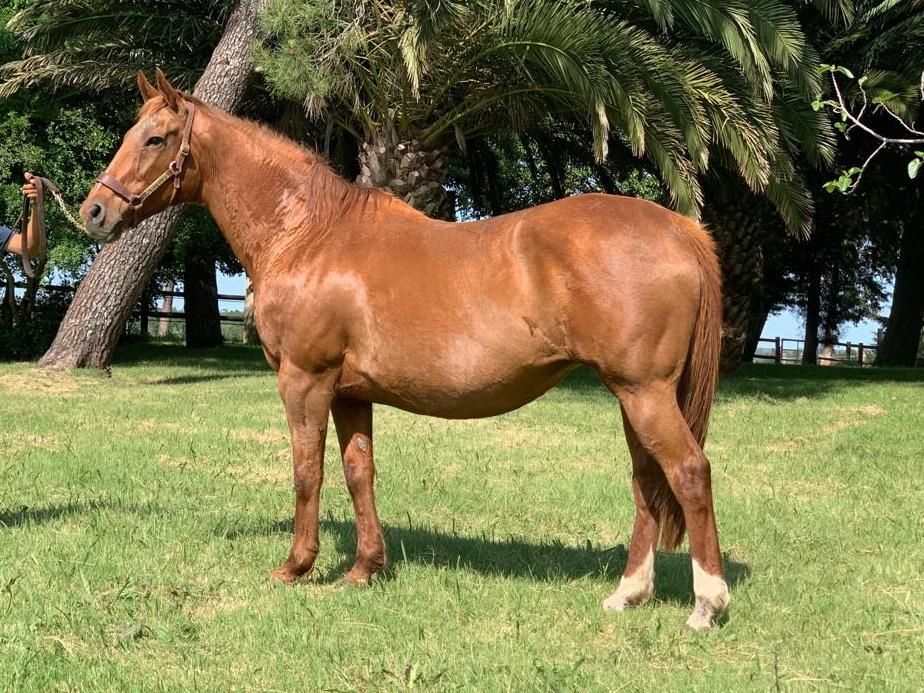 Lote Golden Darling – Yegua preñada de Invasor