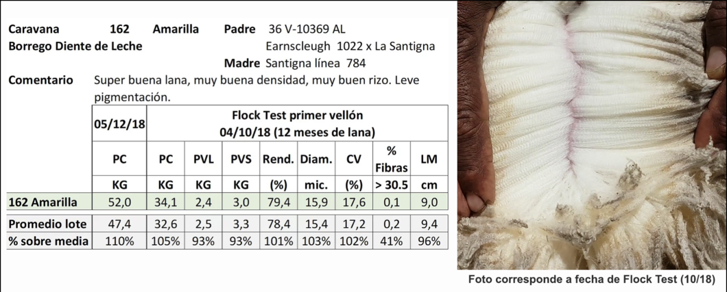 Lote Caravana 162 amarilla