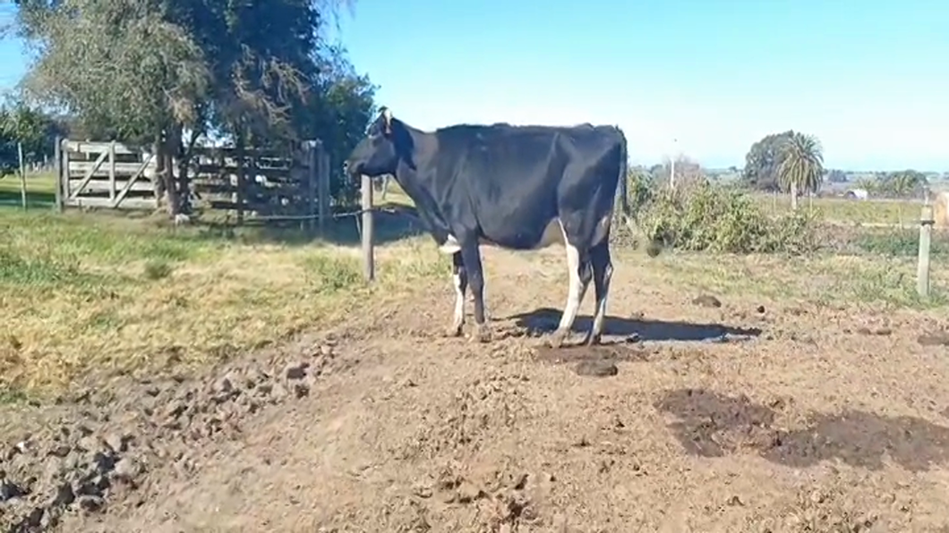 Lote PIEZA DE CRIA  HOLANDO CON MACHO