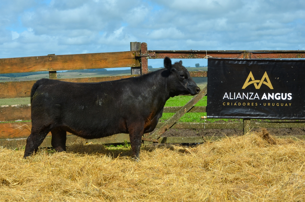 Lote 4 Vaquillonas  AA a remate en Alianza Angus, Treinta y Tres