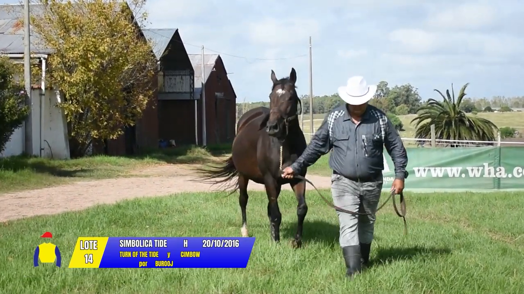 Lote SIMBOLICA TIDE