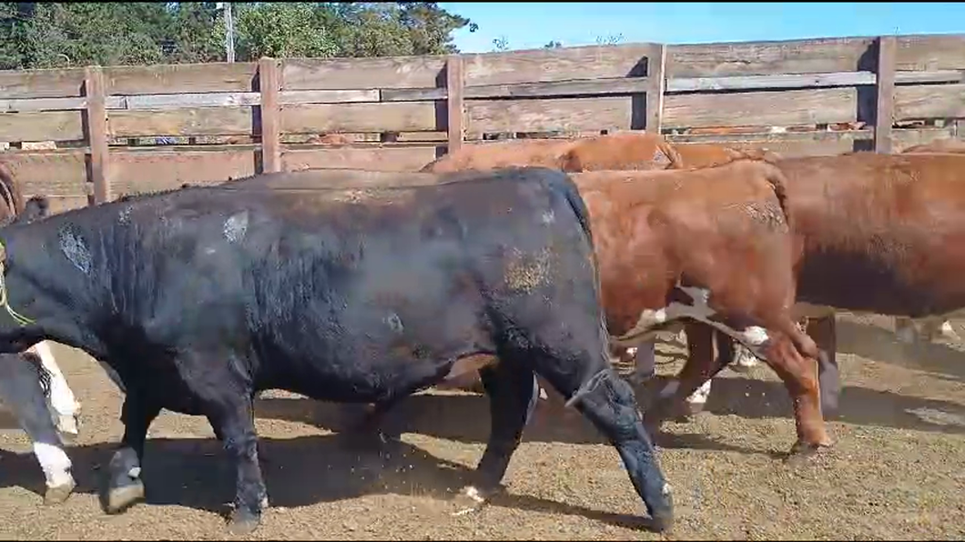 Lote 20 Novillo Gordo en Los Ángeles, VIII Región Biobío