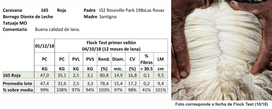 Lote Caravana 165