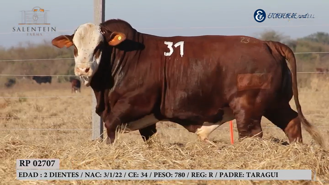 Lote Toro Braford