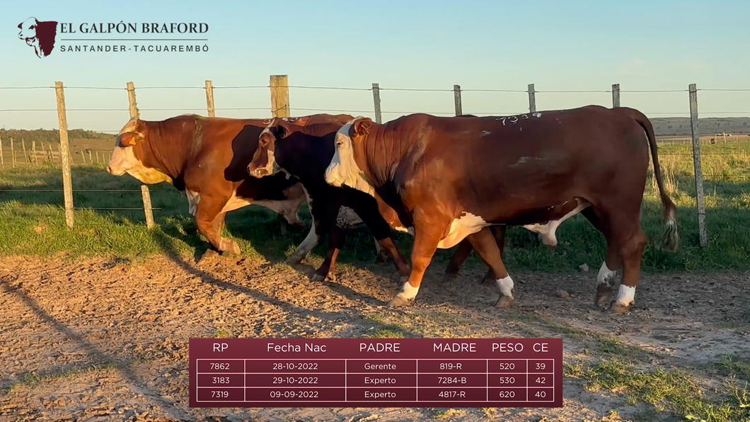 Lote Brete 2 - El Galpon Braford