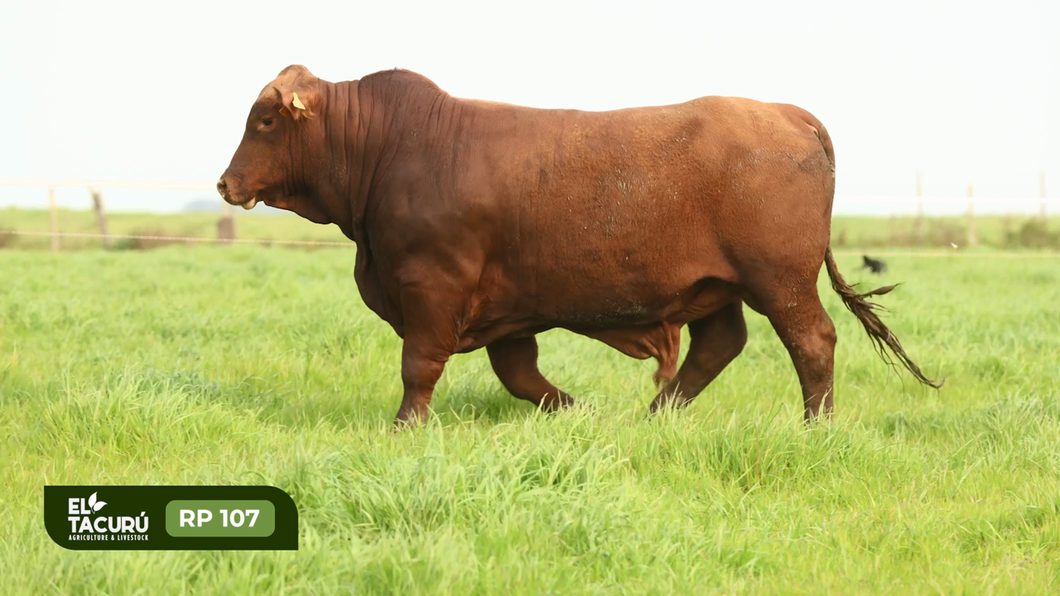 Lote Toros a remate en Subasta Virtual El Tacuru, Montevideo