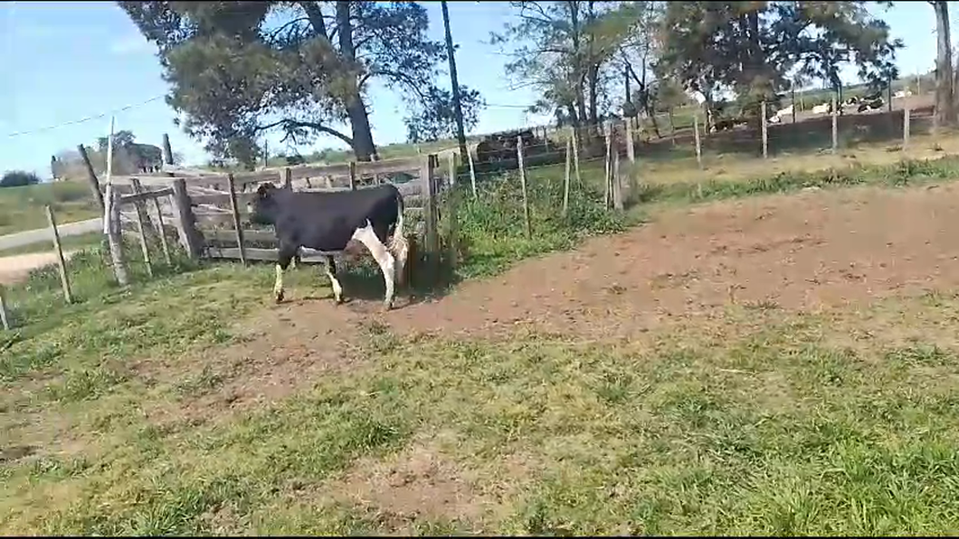 Lote Toros Holando a remate en Remate por pantalla de la Exposición de San José en Bañado