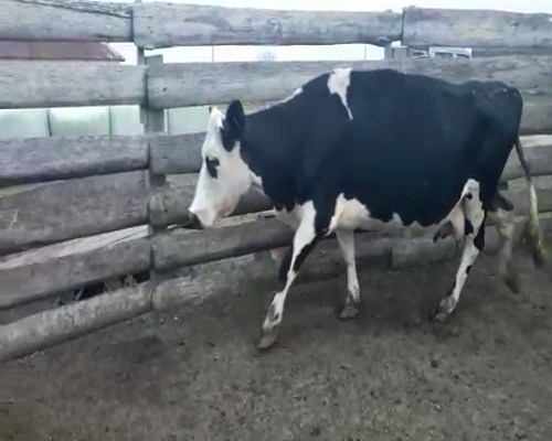 Lote 3 Vaca CRUZAS 580kg - , San José
