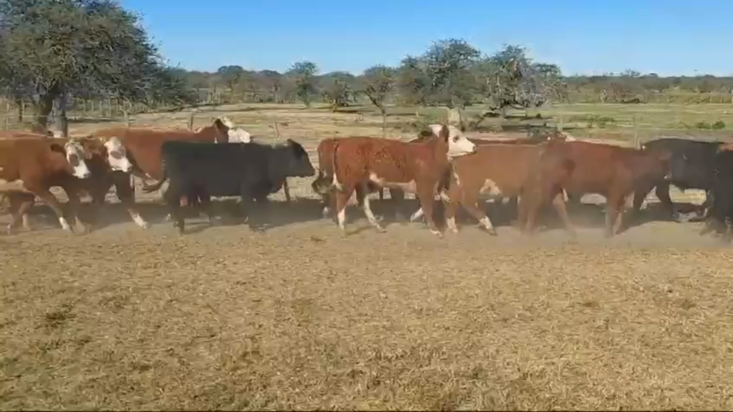 Lote 101 Terneros/as en Curuzú-Cuatiá, Corrientes