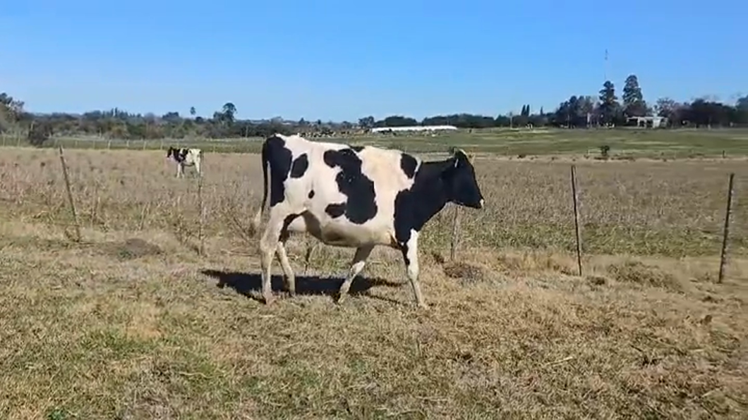 Lote (Vendido)Vacas preñadas HOLANDO a remate en #47 Pantalla Carmelo en CUFRE