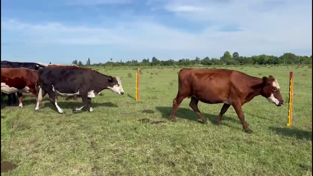 Lote VACAS PREÑADAS