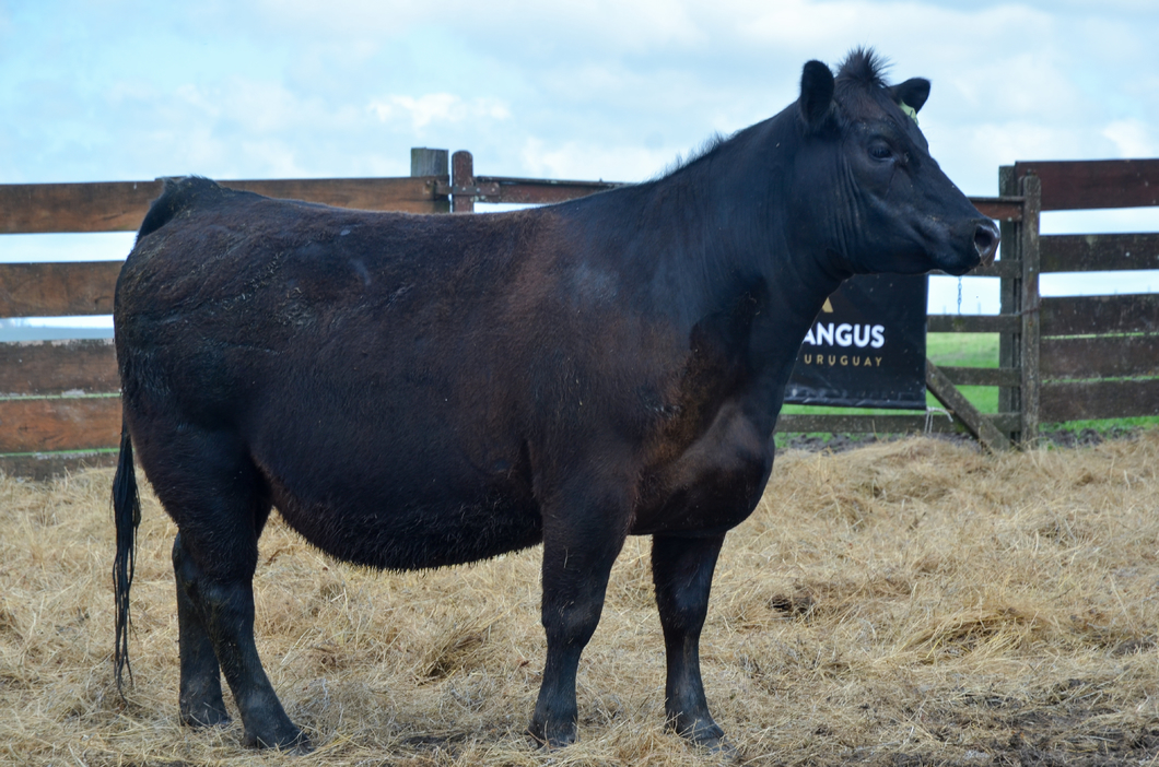 Lote 3 Vaquillonas  AA a remate en Alianza Angus, Treinta y Tres