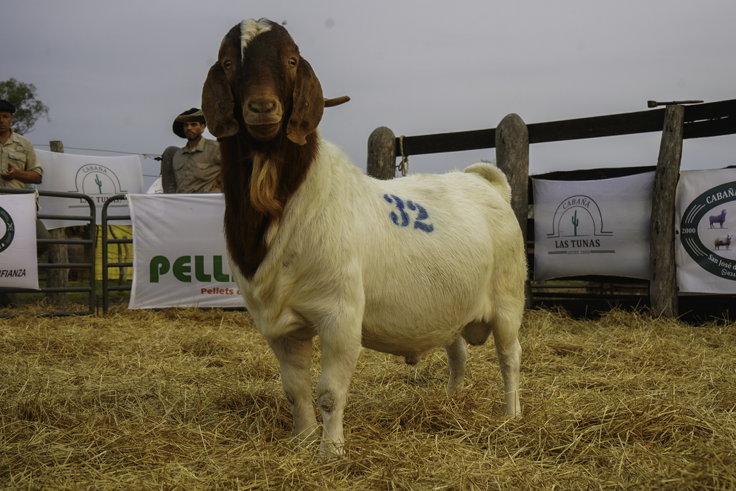 Lote BOER MACHO