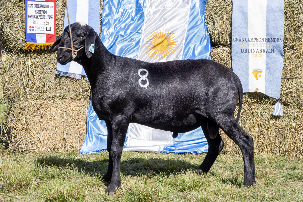 Lote SANTA INES P.P.