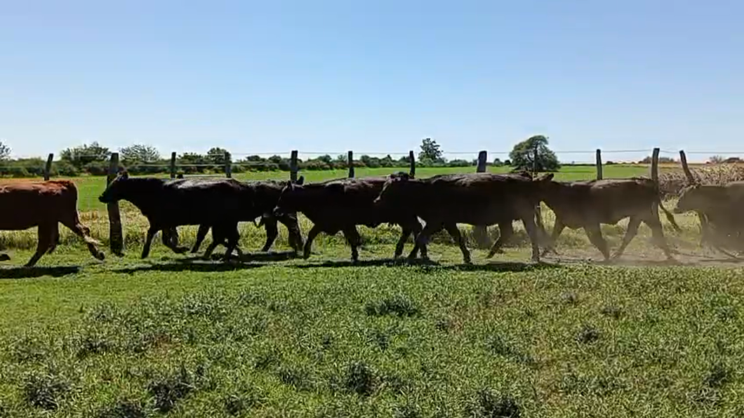 Lote 10 Vacas nuevas Preñadas