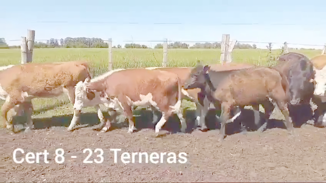 Lote TERNERAS