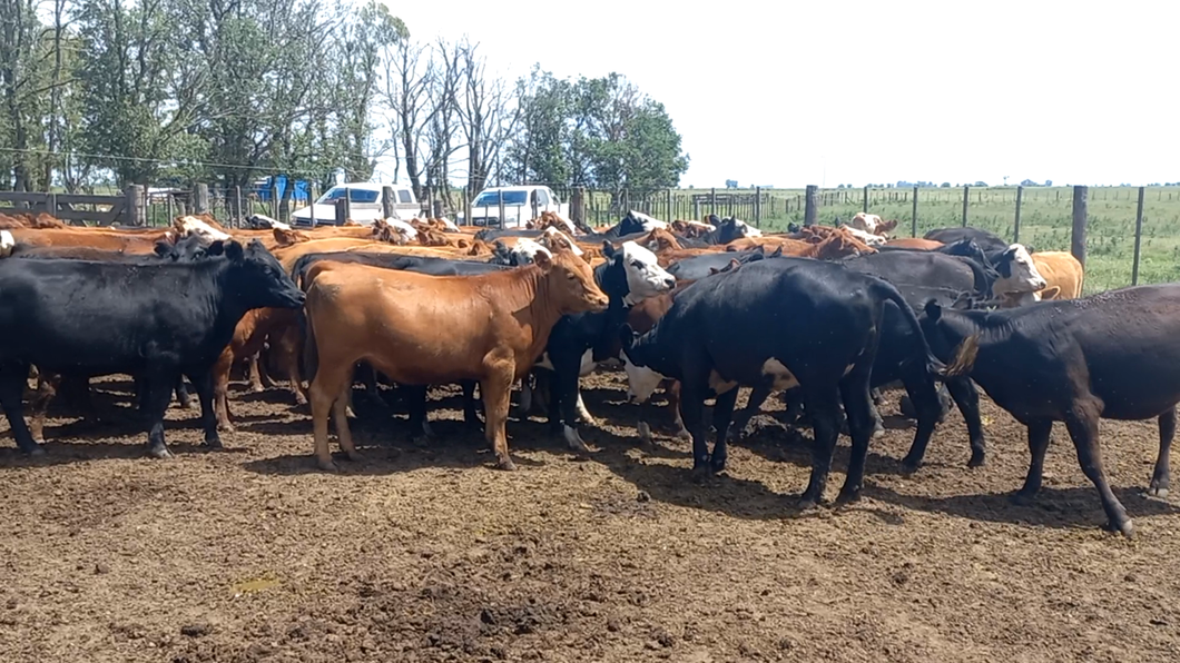 Lote 55 Vaquillonas en Pehuajó, Buenos Aires