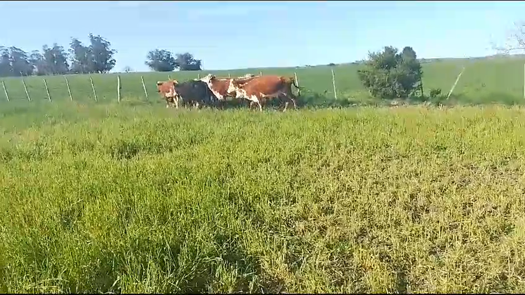 Lote 9 Vacas de Invernada Hereford a remate en Remate por pantalla de la Exposición de San José en Jesus Maria