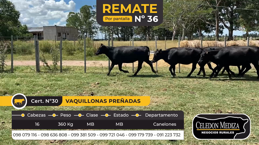 Lote 16 Vaquillonas Vacas Preñadas en Otra Localidad, Canelones