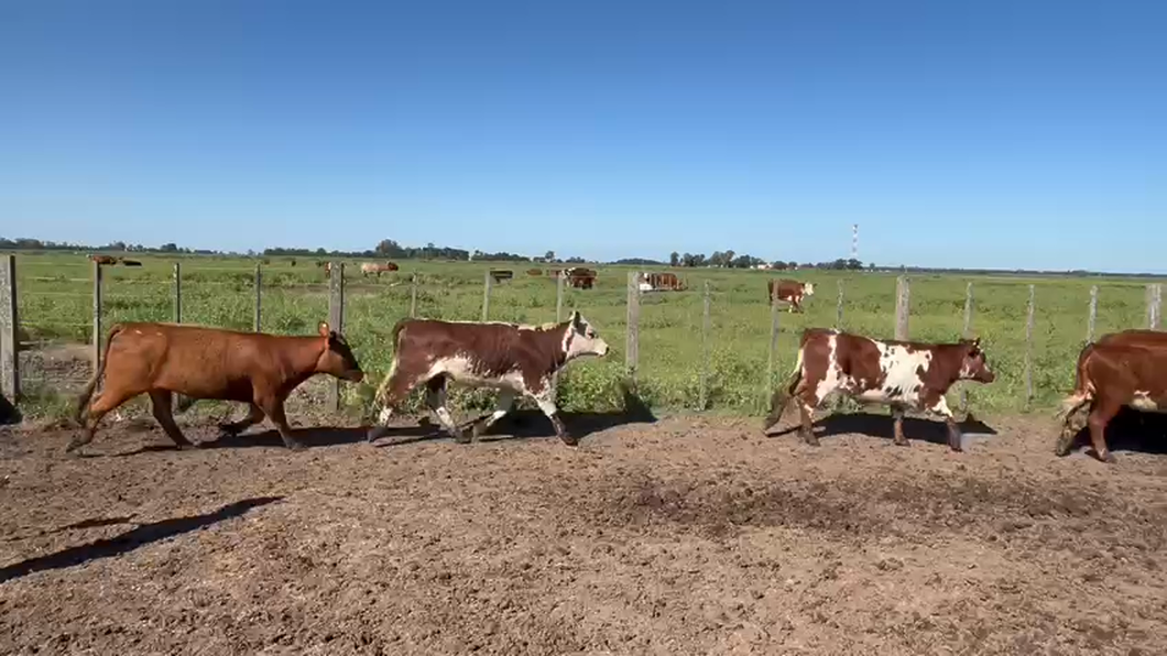 Lote 65 Terneras en Udaondo, Buenos Aires