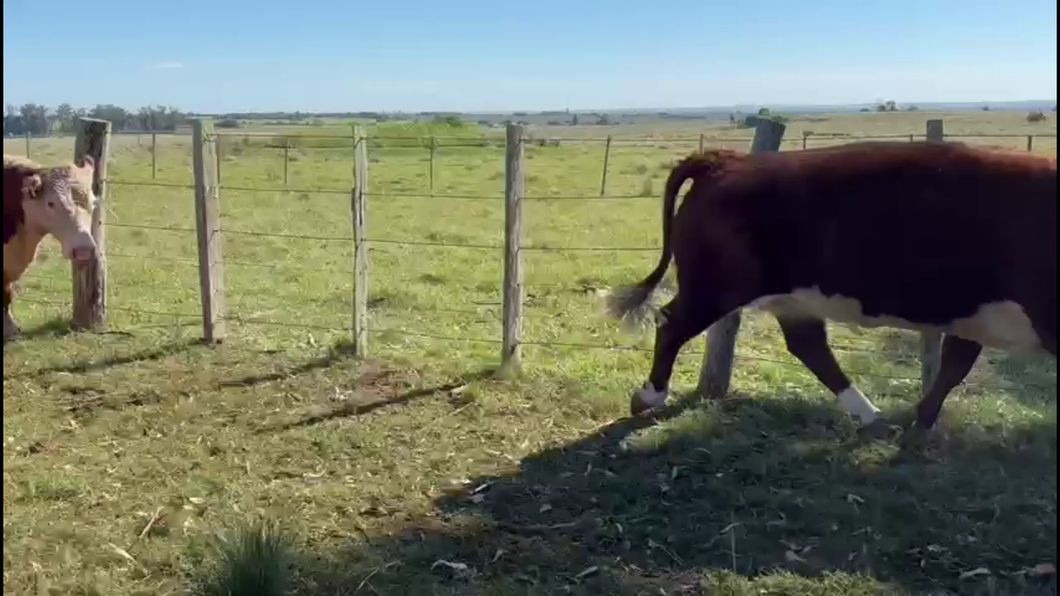 Lote VACAS GORDAS