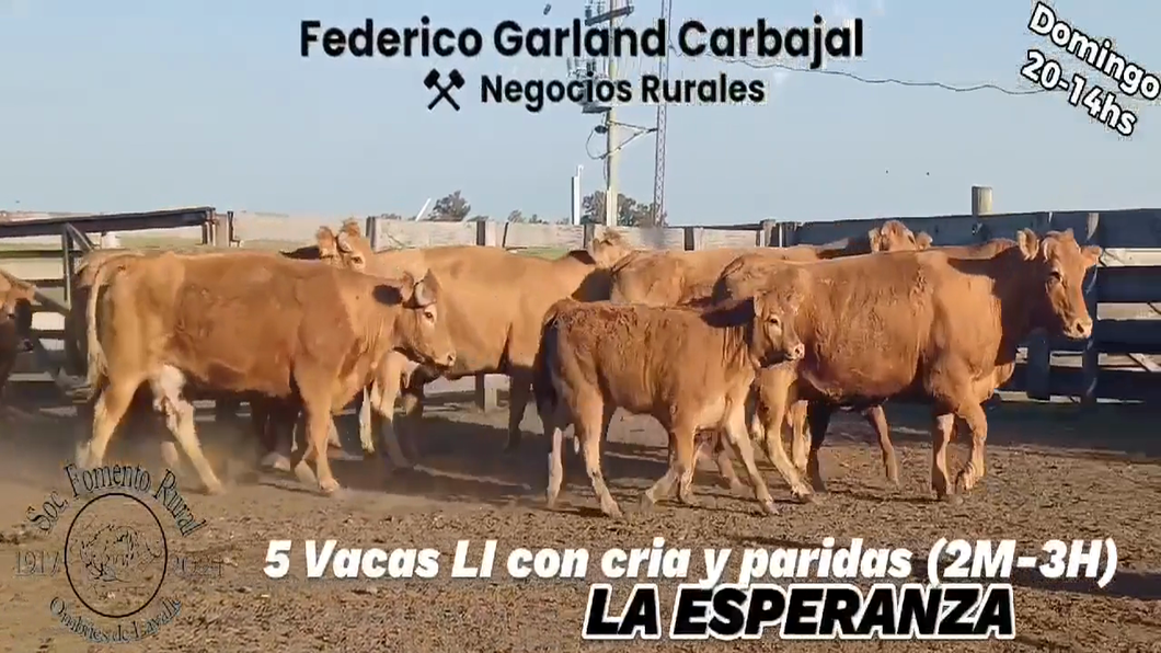 Lote 10 Piezas de cría LIMOUSIN a remate en Expo Ombues en OMBUES DE LAVALLE