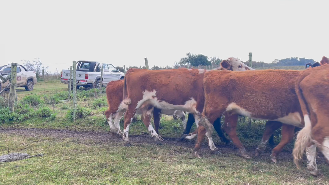 Lote VACA DE INVERNADA