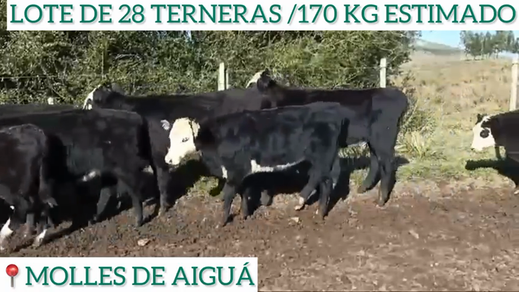 Lote 28 Terneras