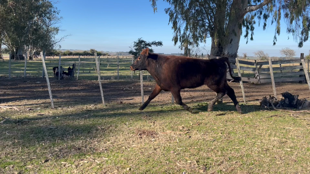 Lote NOVILLOS 1 a 2 AÑOS