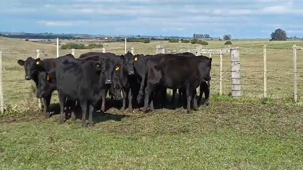 Lote (Vendido)10 Vaquillonas preñadas ANGUS a remate en #48 Pantalla Carmelo en EL CORONILLA