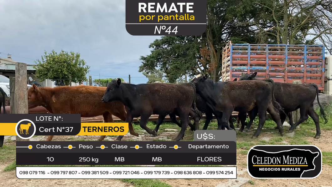 Lote 10 Terneros y Terneras en Flores