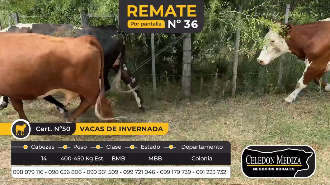 Lote 14 Vacas de Invernada en Tarariras, Colonia