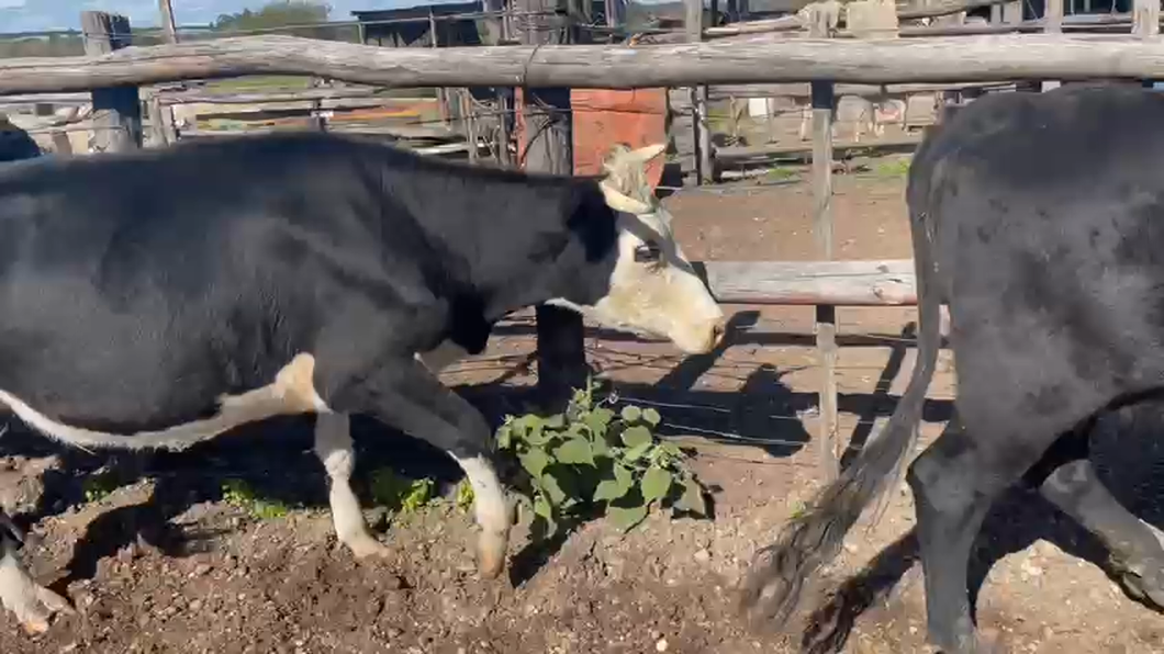 Lote 6 Vacas de Invernada ANGUS a remate en Pantalla - Luis Zaldua 370kg -  en HIPODROMO SALTO