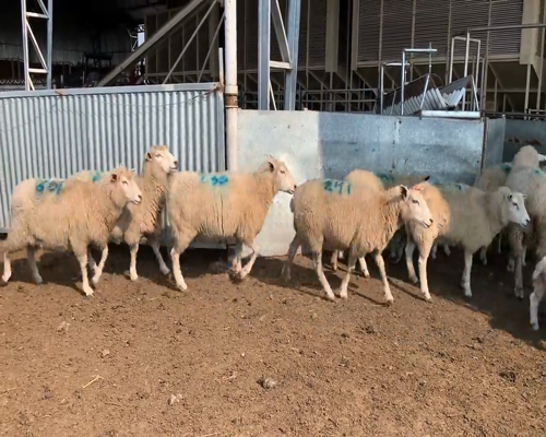 Lote (Vendido)40 Ovejas TEXEL a remate en 9vo Remate Virtual 60kg - , Colonia