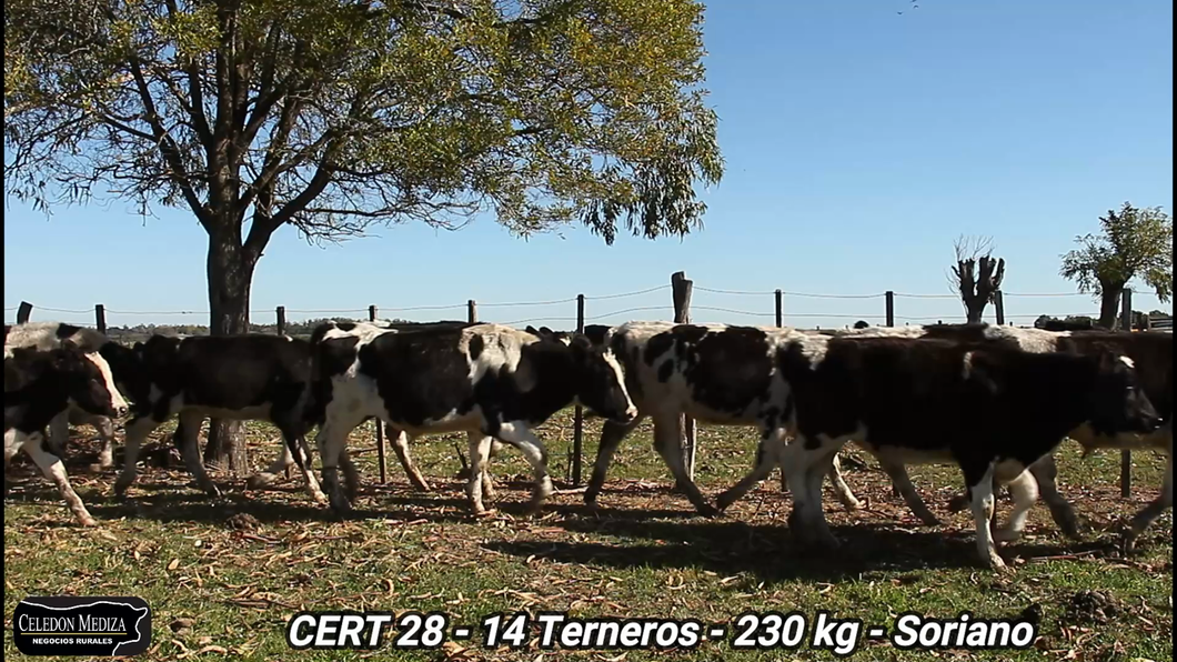 Lote 14 Terneros en Agraciada, Soriano