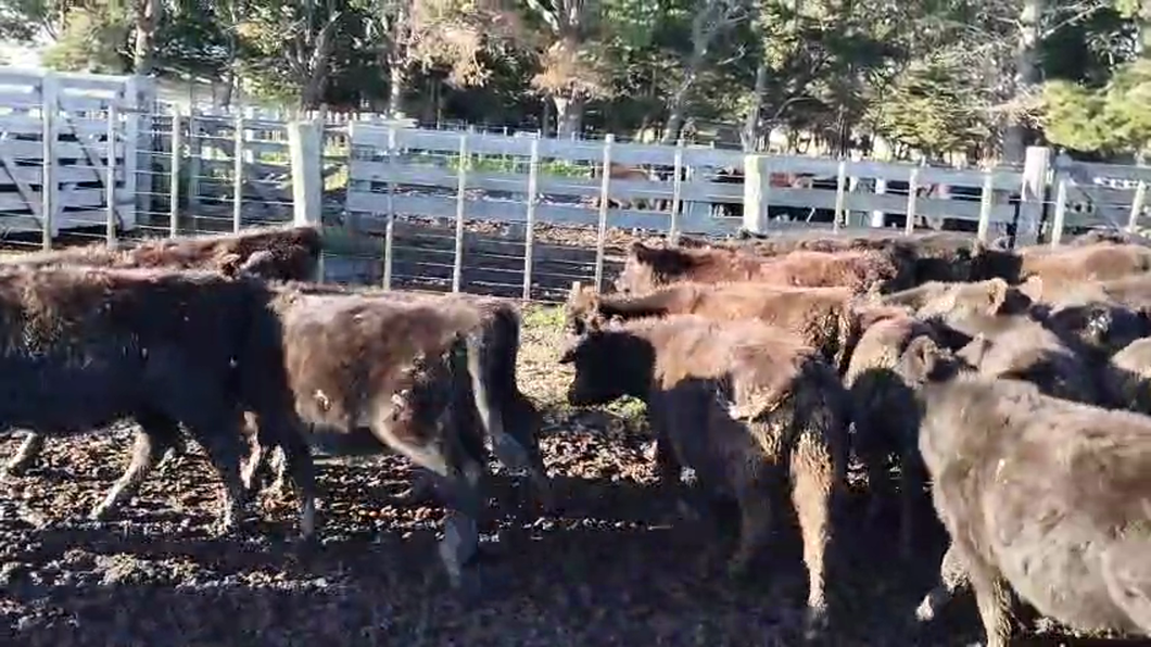 Lote 70 Terneros/as